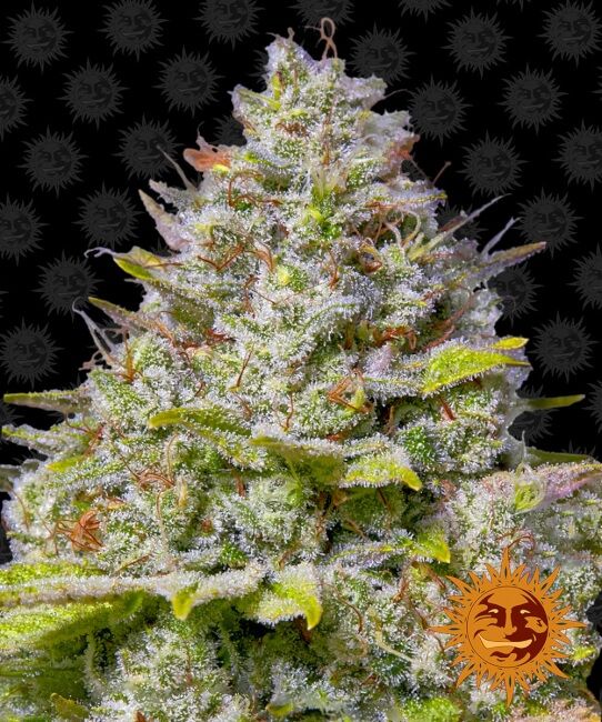 Blue Gelato 41 (Barney's Farm) feminisiert