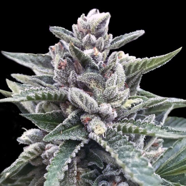 Kosher Sorbet (DNA Genetics) feminisiert
