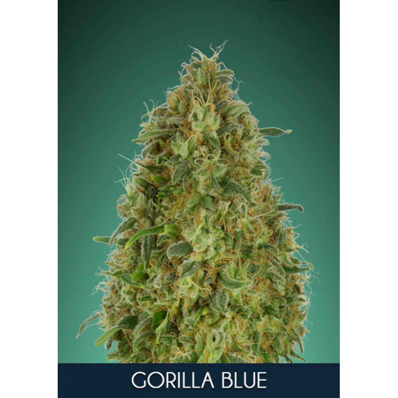 Gorilla Blue (Advanced Seeds) feminisiert Cannabis Samen von Advanced Seeds