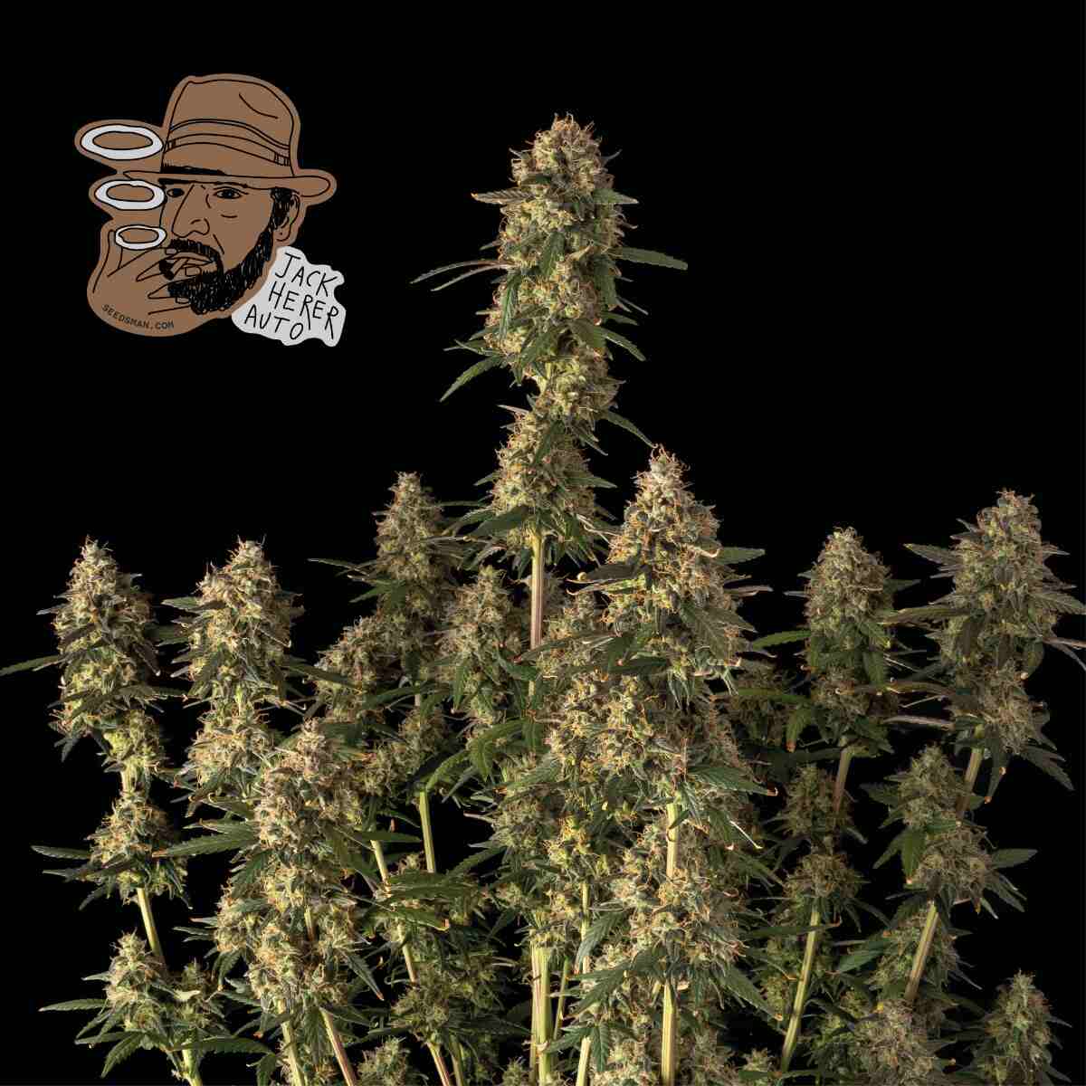 Jack Herer Auto (Seedsman) Cannabis Samen von Seedsman