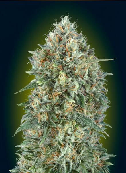Gelato #33 Auto (Advanced Seeds) autoflowering Cannabis Samen von Advanced Seeds