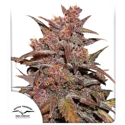 Blackberry Kush CBD Auto (Dutch Passion) Cannabis Samen von Dutch Passion