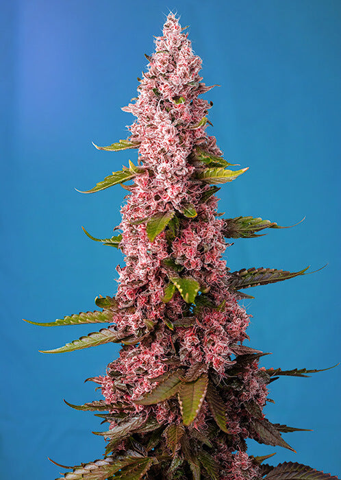 Red Hot Cookies (Sweet Seeds) feminisiert Cannabis Samen von Sweet Seeds