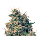 Guawi (Ace Seeds) Regulär Cannabis Samen von Ace Seeds