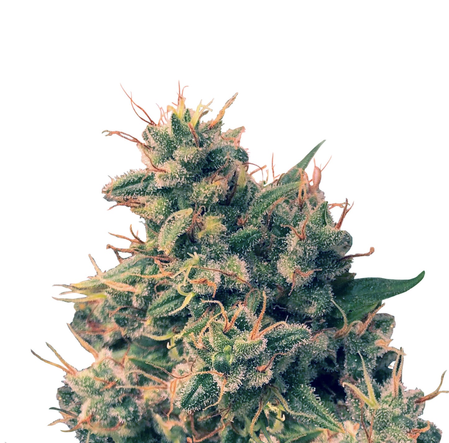 Guawi (Ace Seeds) Regulär Cannabis Samen von Ace Seeds