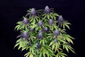 Peyote Wi-Fi CBD 2:1 (Seedsman) feminisiert Cannabis Samen von Seedsman