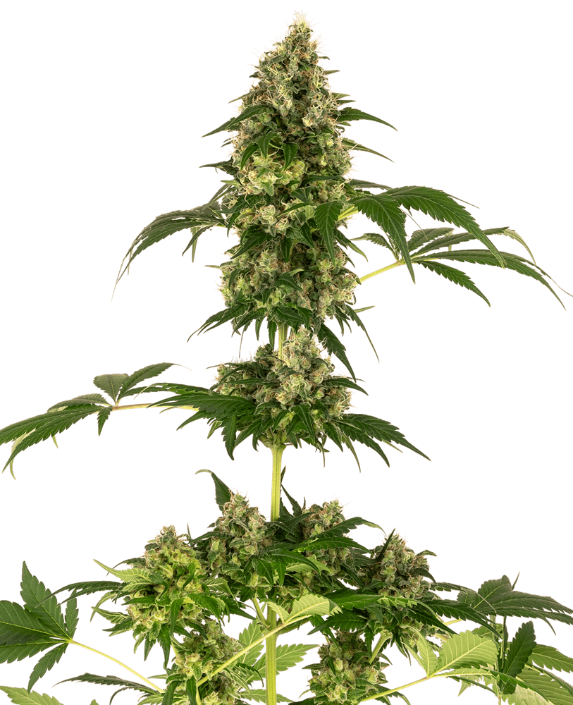 Cobalt Haze (Sensi Seeds) feminisiert Cannabis Samen von Sensi Seeds