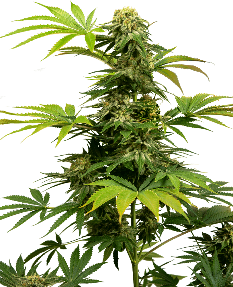 Black Harlequin CBD (Sensi Seeds) feminisiert Cannabis Samen von Sensi Seeds