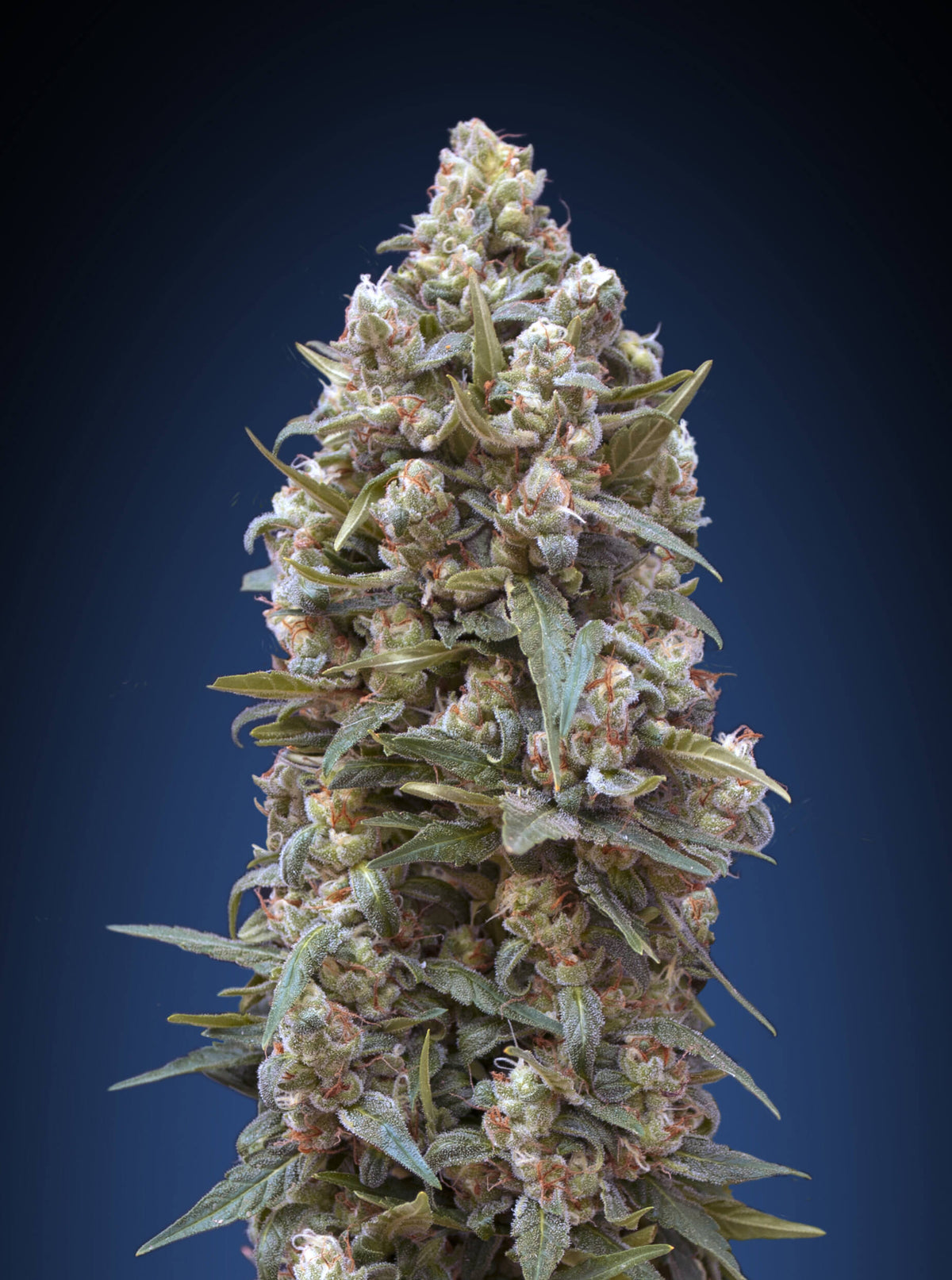 00 Kush (00 Seeds) feminisiert Cannabis Samen von 00 Seeds