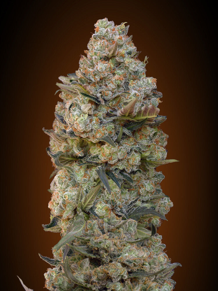 Chocolate Skunk (00 Seeds) feminisiert Cannabis Samen von 00 Seeds