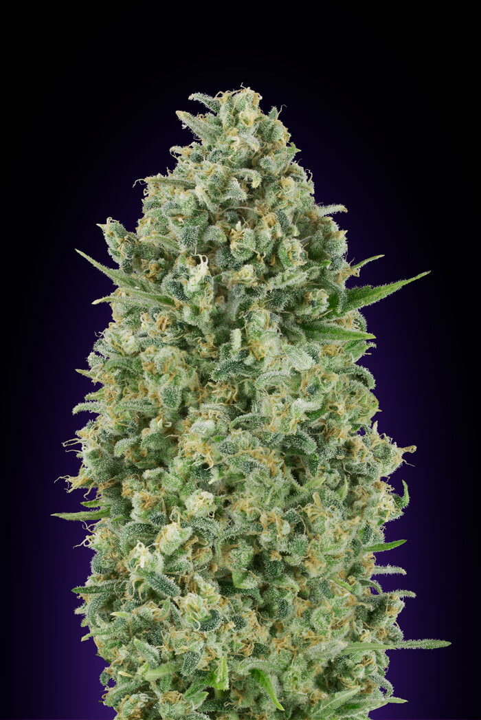 Critical Poison (00 Seeds) feminisiert Cannabis Samen von 00 Seeds