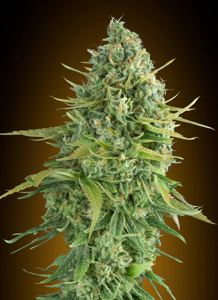Do-Si-Dos Cookies Auto (00 Seeds) Cannabis Samen von 00 Seeds