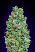 Blueberry Auto (00 Seeds) Cannabis Samen von 00 Seeds
