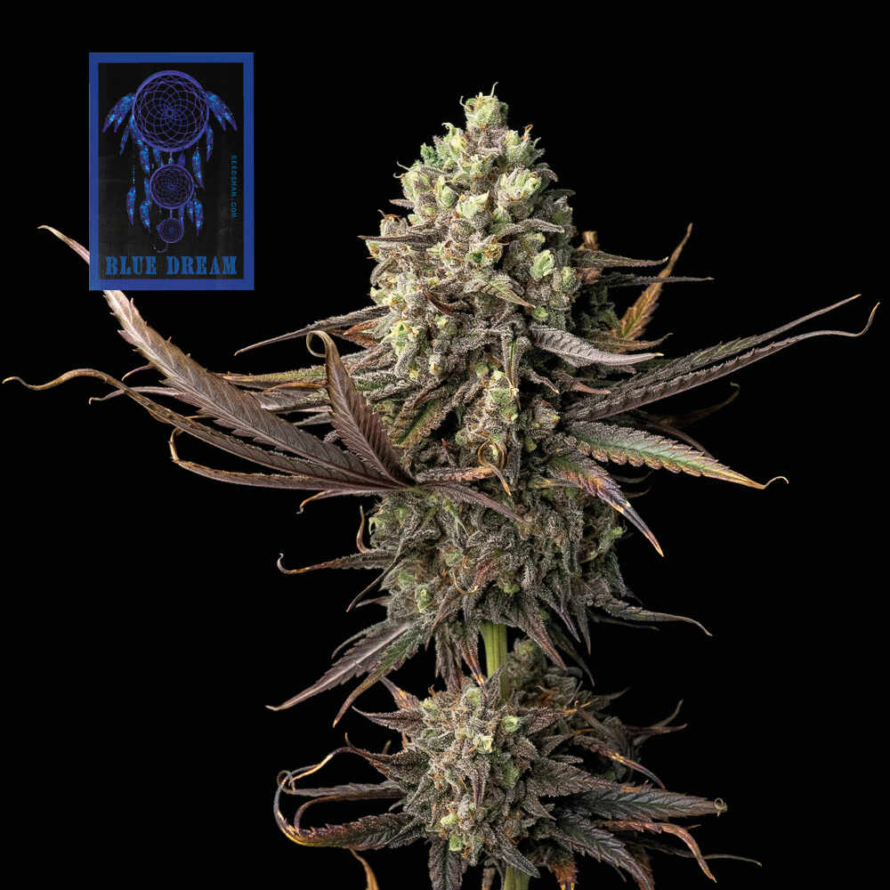 Blue Dream (Seedsman) feminisiert Cannabis Samen von Seedsman