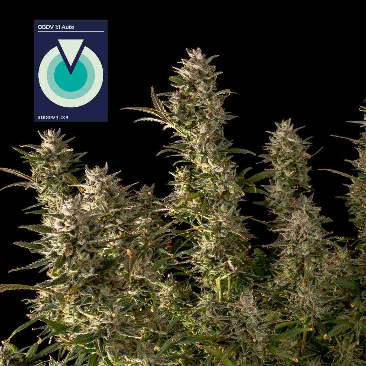CBDV 1:1 Auto (Seedsman) Cannabis Samen von Seedsman