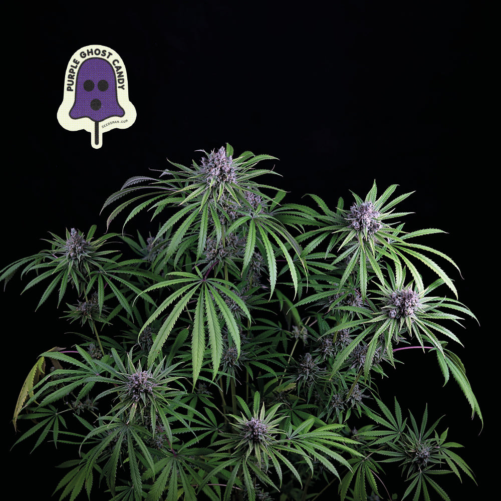 Purple Ghost Candy (Seedsman) feminisiert Cannabis Samen von Seedsman