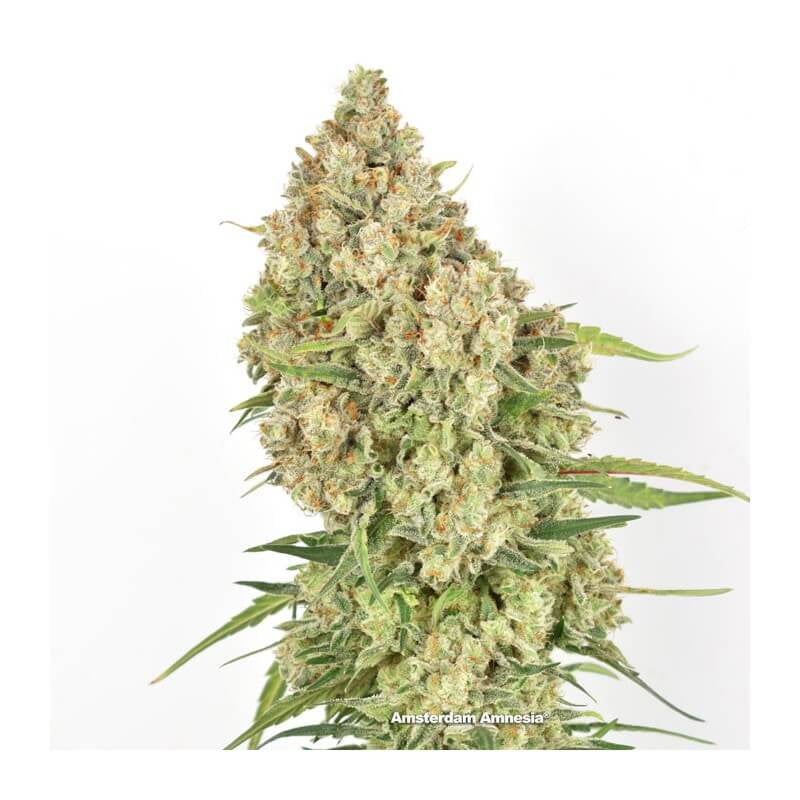 Amsterdam Amnesia (Dutch Passion) feminisiert Cannabis Samen von Dutch Passion