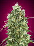 Bubble Gum CBD (00 Seeds) feminisiert Cannabis Samen von 00 Seeds