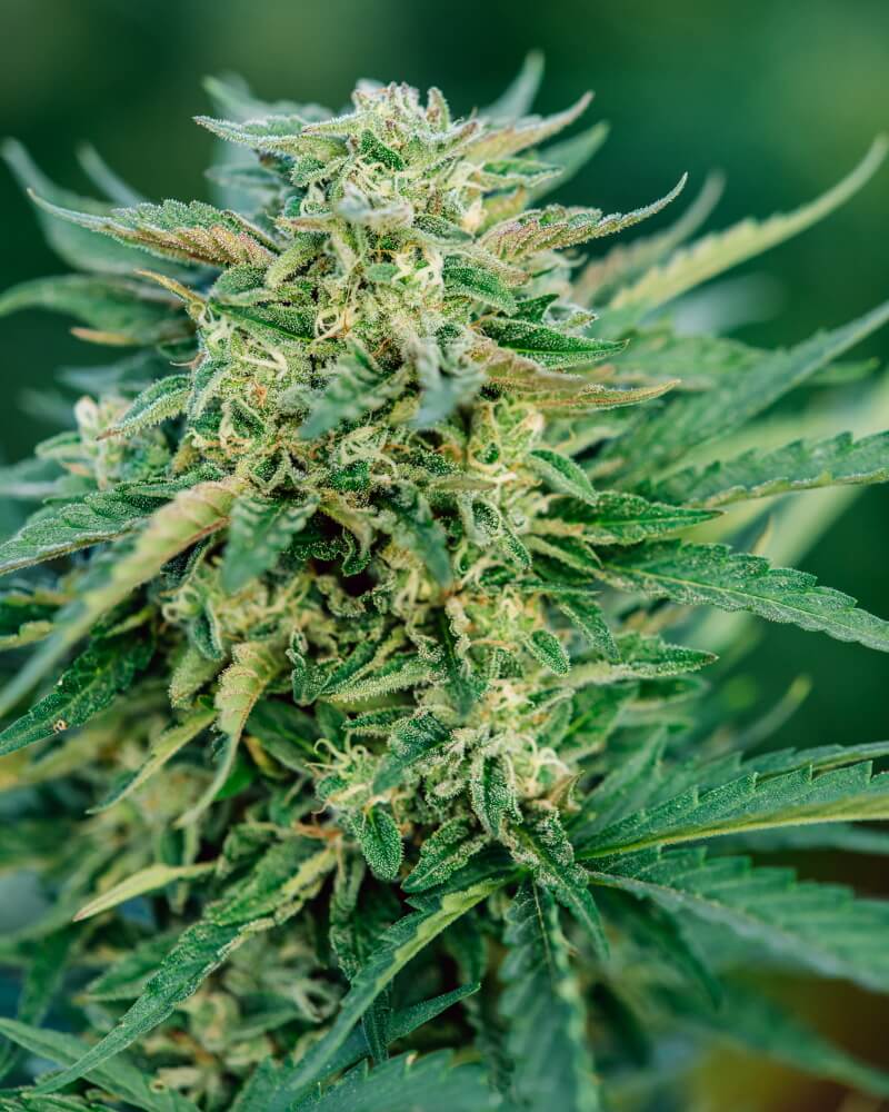 Grease Gun Auto (Atlas Seed) autoflowering Cannabis Samen von Atlas Seed