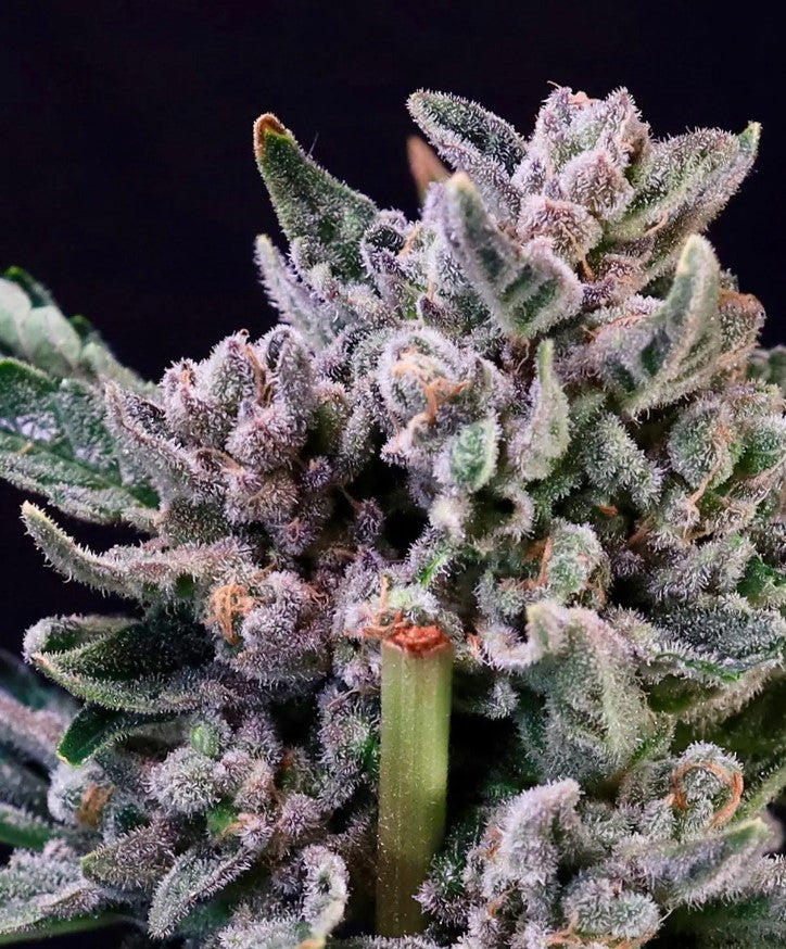 Gelato 41 (Atlas Seed) feminisiert Cannabis Samen von Atlas Seed