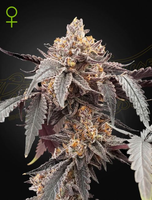Guava Gelato 41 Auto (Greenhouse Seed Co.)