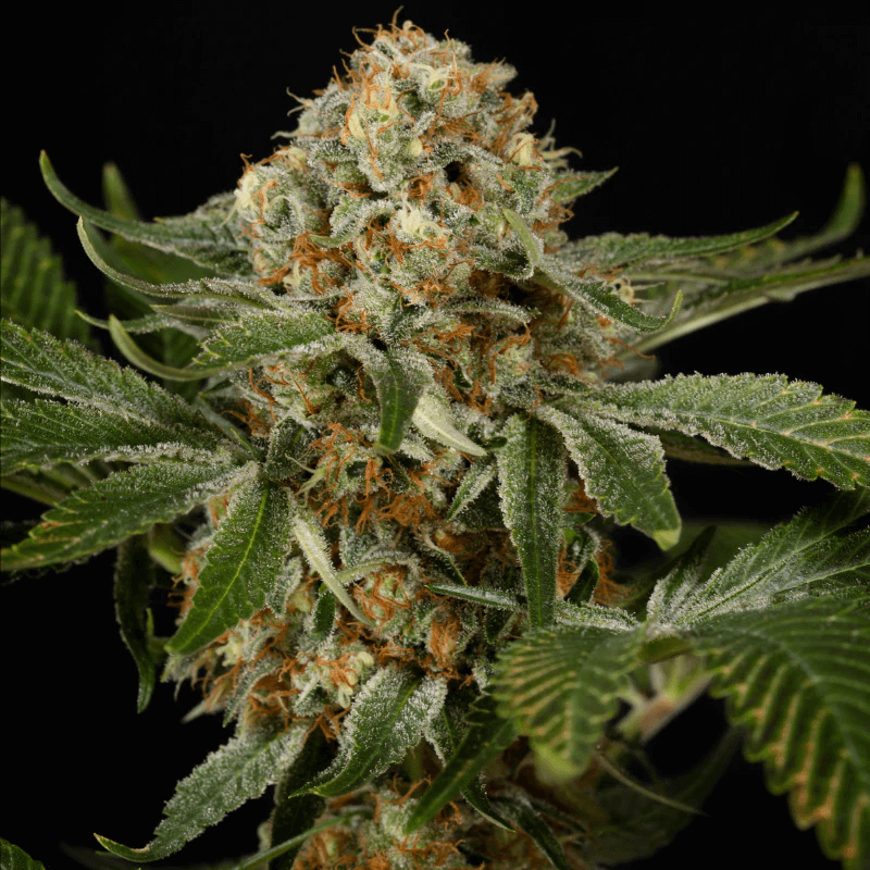 OG Kush (Silent Seeds) feminisiert Cannabis Samen von Silent Seeds