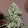 Original Amnesia (Silent Seeds) feminisiert Cannabis Samen von Silent Seeds