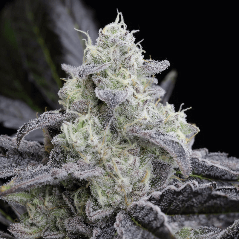 L.A. Vanilla Cake (Silent Seeds) feminisiert Cannabis Samen von Silent Seeds