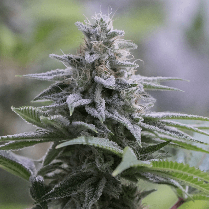 Zkittlez 2.0 (Silent Seeds) feminisiert Cannabis Samen von Silent Seeds