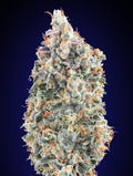 Blueberry Fast (00 Seeds) feminisiert Cannabis Samen von 00 Seeds