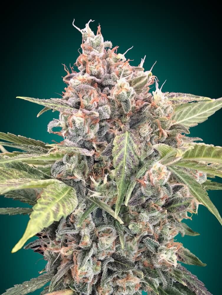 Northern Lights CBD (00 Seeds) feminisiert Cannabis Samen von 00 Seeds