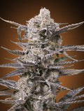 Watermelon OG (Advanced Seeds) feminisiert Cannabis Samen von Advanced Seeds