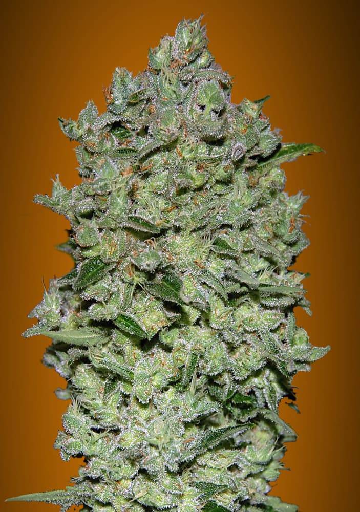 Biodiesel Mass XXL Auto (Advanced Seeds) autoflowering Cannabis Samen von Advanced Seeds