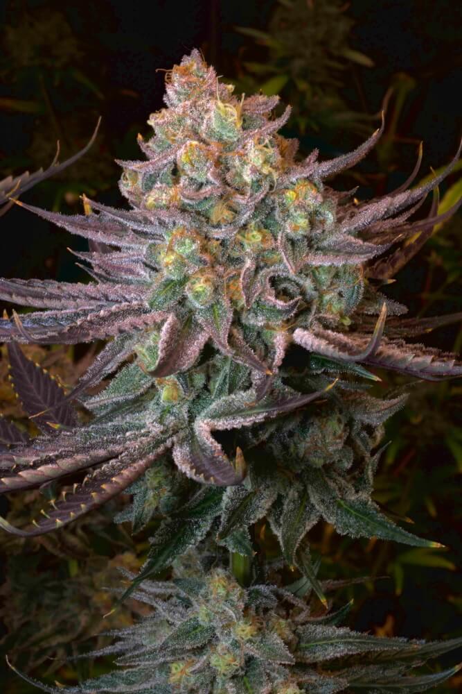 Seriotica (Serious Seeds) feminisiert Cannabis Samen von Serious Seeds