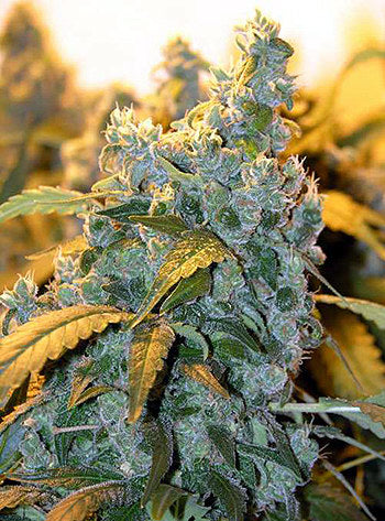 Chronic (Serious Seeds) feminisiert Cannabis Samen von Serious Seeds