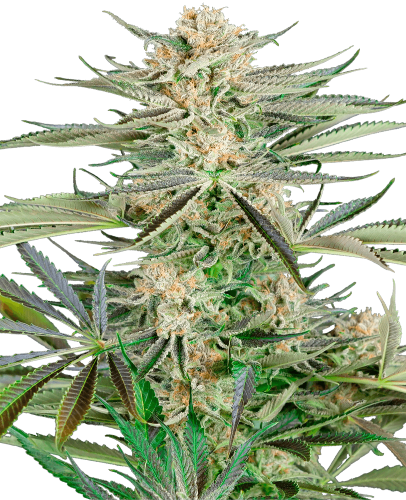 Screwdriver OG (Sensi Seeds) feminisiert Cannabis Samen von Sensi Seeds