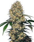 Sensi Amnesia XXL Auto (Sensi Seeds) Cannabis Samen von Sensi Seeds