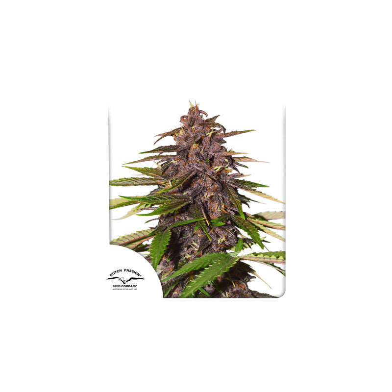 Forbidden Cherry Auto (Dutch Passion) Cannabis Samen von Dutch Passion