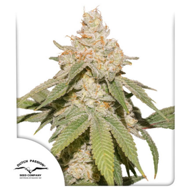 SFV OG Auto (Dutch Passion) Cannabis Samen von Dutch Passion