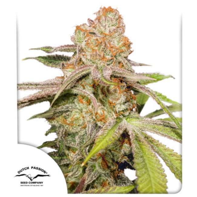 Mac #1 Auto (Dutch Passion) Cannabis Samen von Dutch Passion