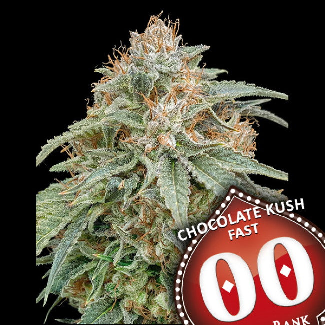 Chocolate Kush Fast (00 Seeds) feminisiert Cannabis Samen von 00 Seeds