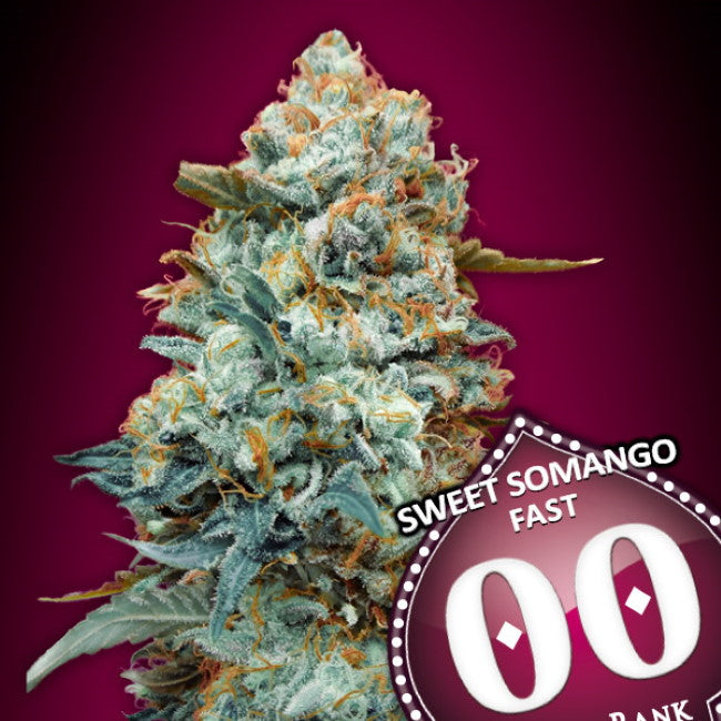 Sweet Somango FAST (00 Seeds) feminisiert Cannabis Samen von 00 Seeds