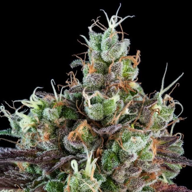 Sour Ripper Auto (Ripper Seeds) Cannabis Samen von Ripper Seeds
