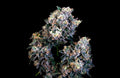 Super Sour Runtz (Atlas Seed) feminisiert Cannabis Samen von Atlas Seed
