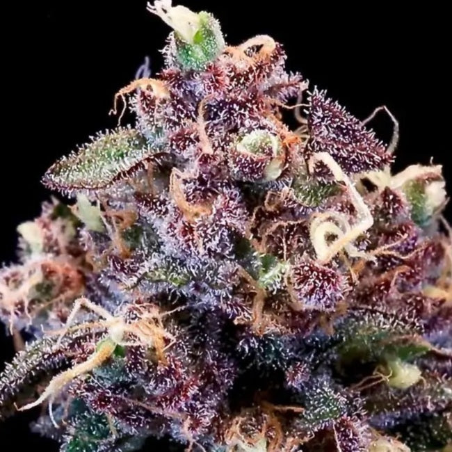 Berry Pie Fast (Atlas Seed) feminisiert Cannabis Samen von Atlas Seed
