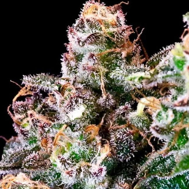 Purple Punch (Atlas Seed) feminisiert Cannabis Samen von Atlas Seed