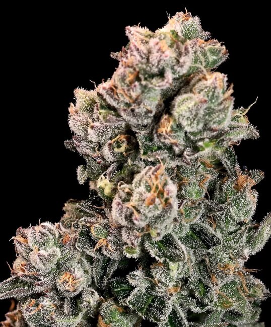 Slurpicane Fast (Atlas Seed) feminisiert Cannabis Samen von Atlas Seed