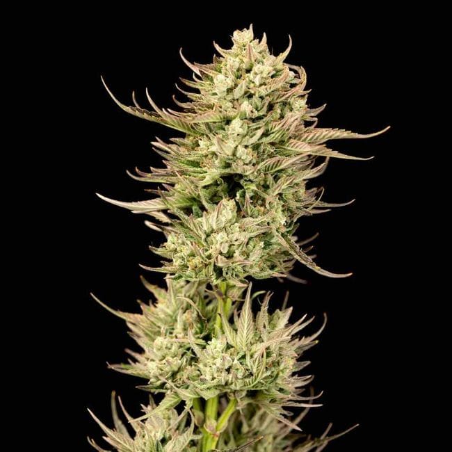 Gorilla Jealousy F1 (Seedsman) feminisiert
