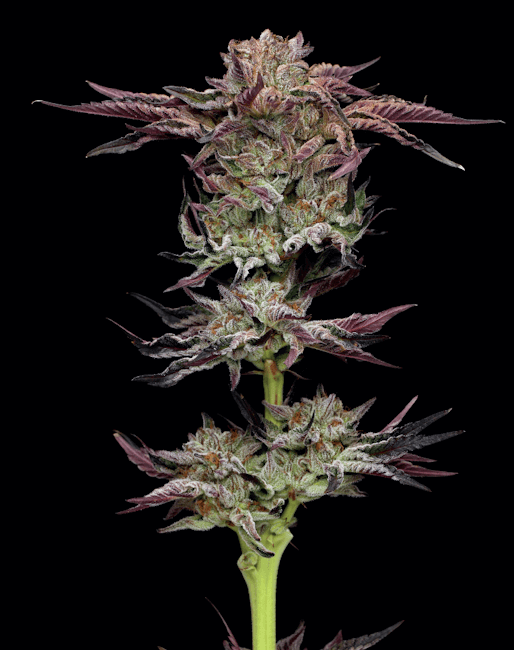 Jelly Donutz Auto (Humboldt Seed Company)