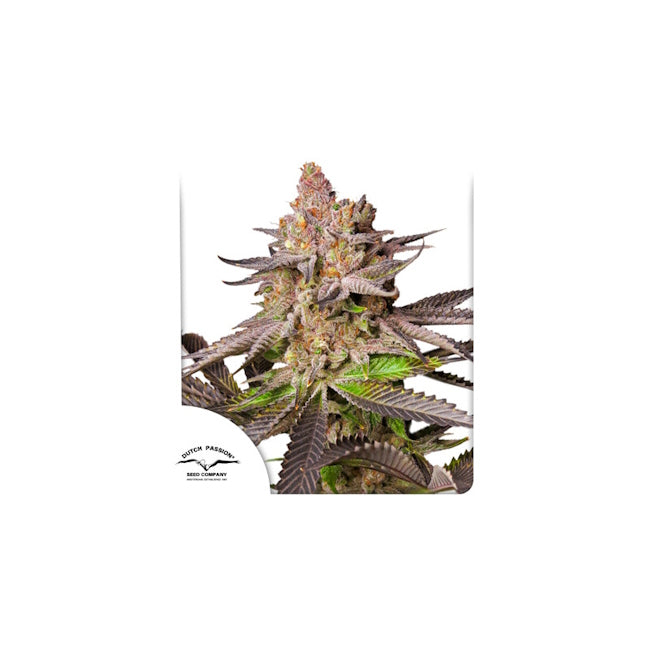 Melonade Runtz (Dutch Passion) feminisiert Cannabis Samen von Dutch Passion